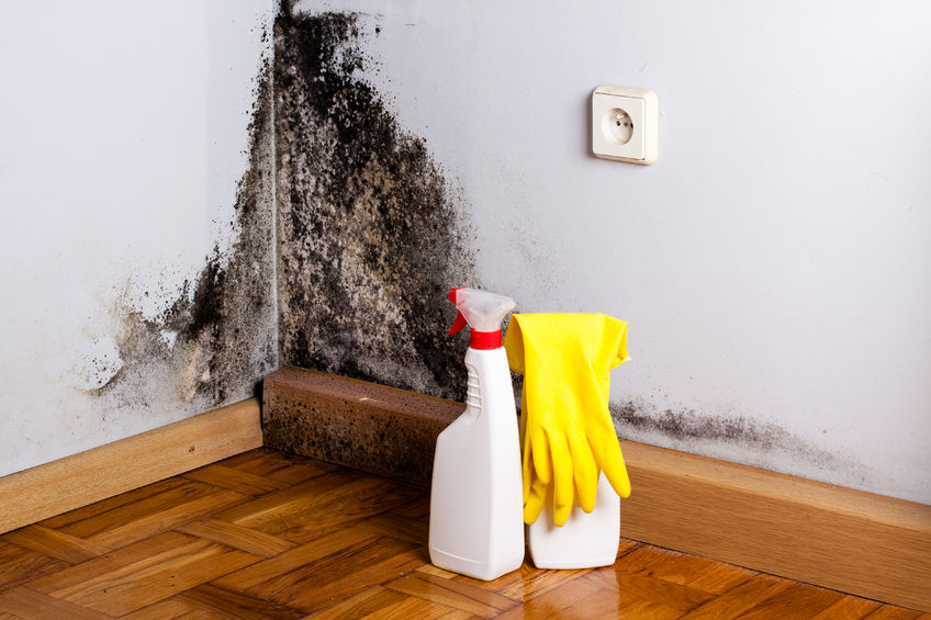 A wall corner with black mold growth, next to a bottle of cleaning spray and yellow gloves on a wooden floor.
